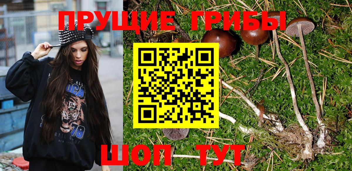 Галлюциногенные грибы Psilocybe  Галлюциногенные грибы прущие грибы  Абакан  Вход с VPN 